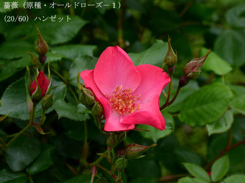 %_tempFileName020-r4785-20260429-0623%