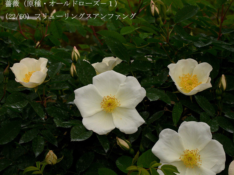 %_tempFileName022-r5525-20260422-0332%