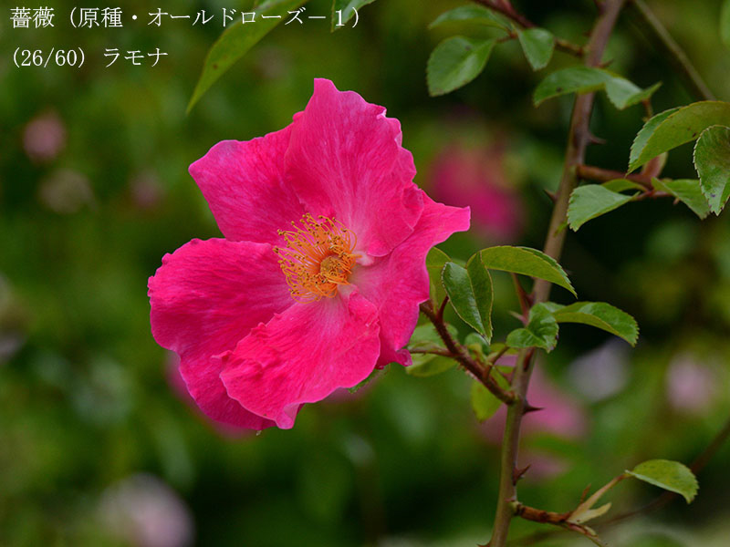 %_tempFileName026-r7281-20260429-0439%
