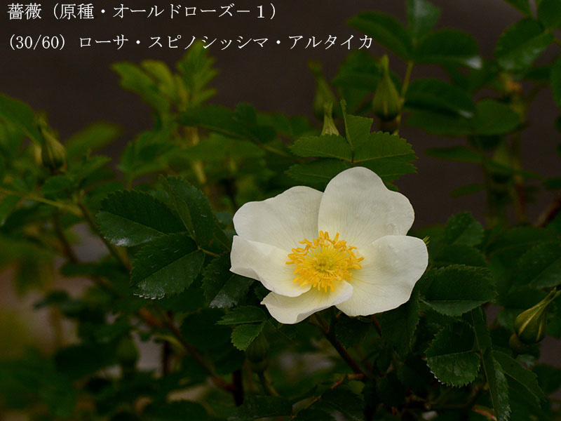 %_tempFileName030-r7773-20260422-0789%