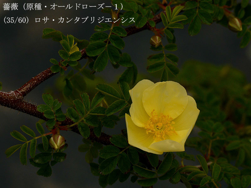 %_tempFileName035-r7954-20260422-0406%