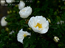 %_tempFileName013-r3684-20260429-0232%