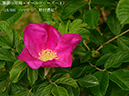 %_tempFileName018-r4676-20260422-0707%
