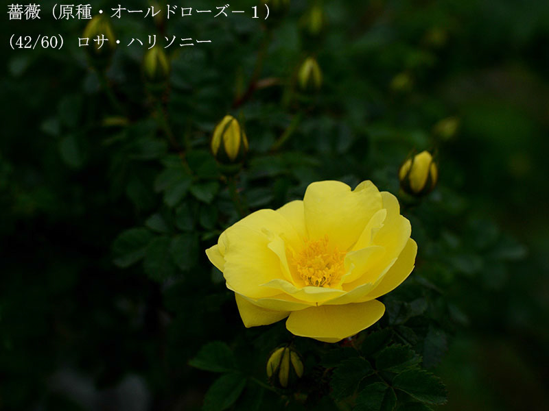 %_tempFileName042-r8018-20260429-0269%