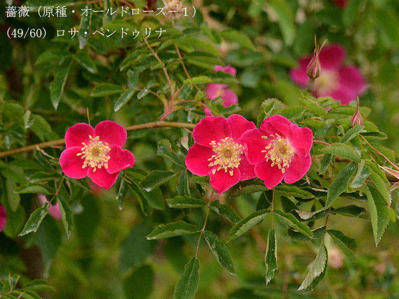 %_tempFileName049-r8059-20260422-0529%