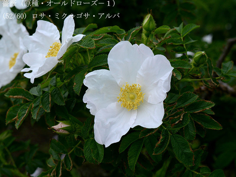 %_tempFileName052-r8080-20260429-0560%