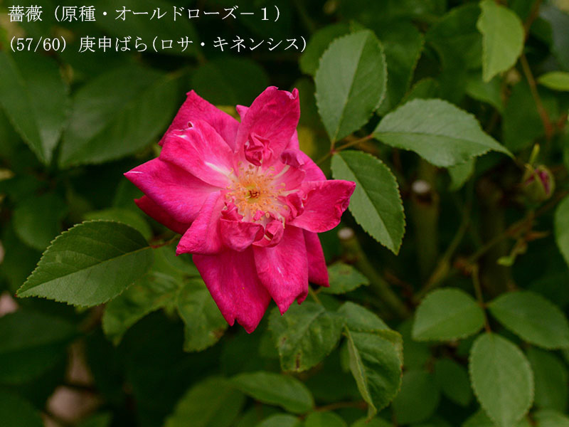 %_tempFileName057-r8365-20260428-0671%