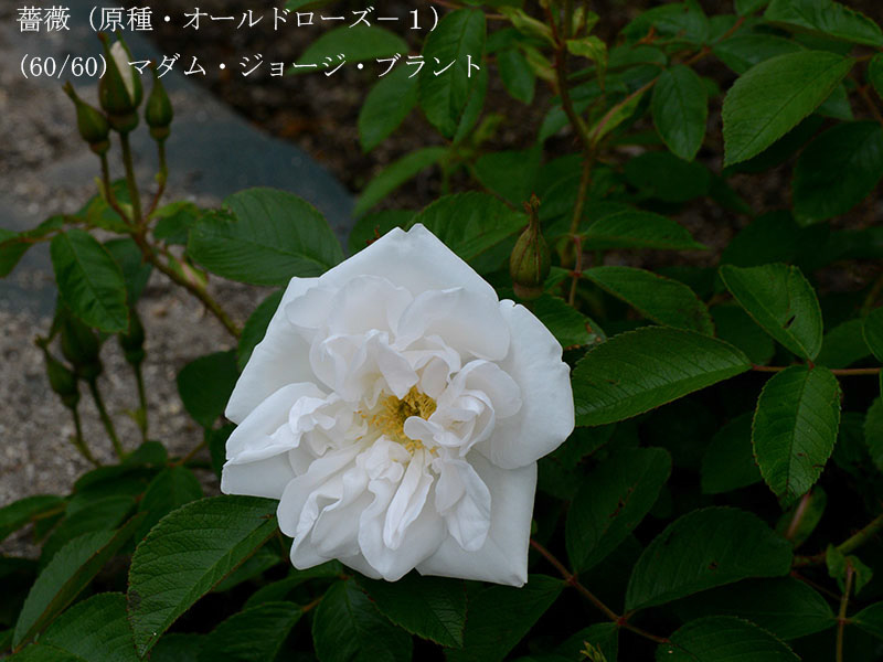 %_tempFileName060-r6452-20260429-0697%