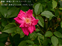 %_tempFileName057-r8365-20260428-0671%