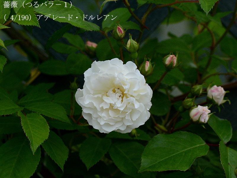 %_tempFileName004-r0222-20260429-1558%