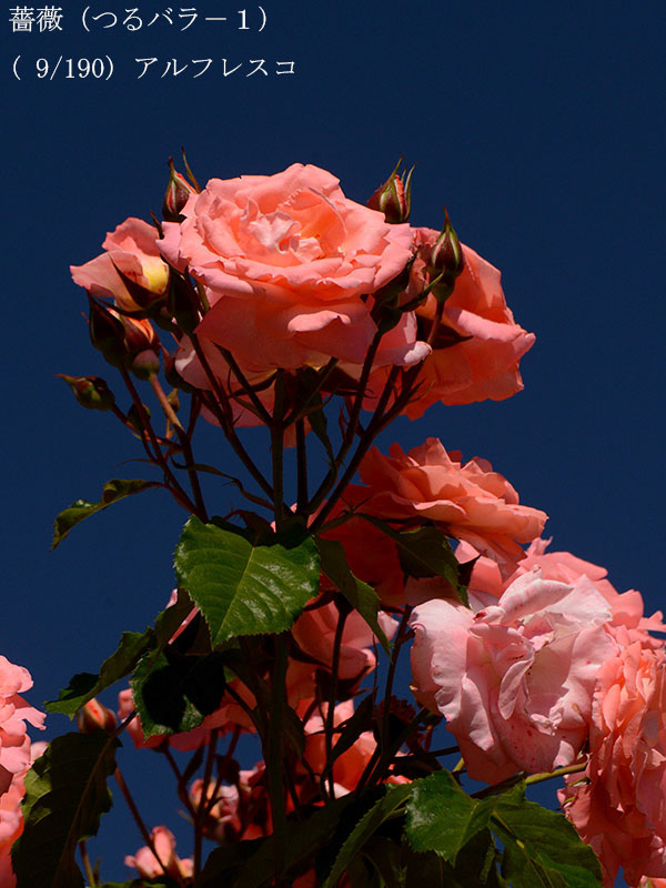 %_tempFileName009-r0431-20260517-0899%