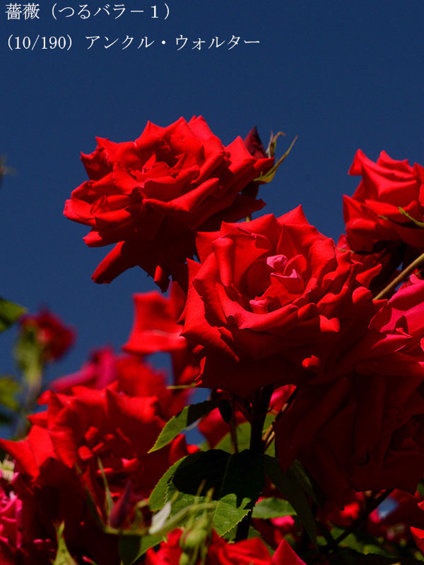 %_tempFileName010-r0493-20260530-1486%