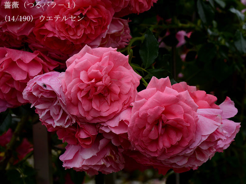 %_tempFileName014-r0898-20260523-1676%