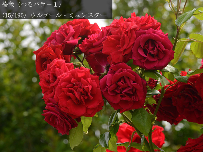 %_tempFileName015-r0948-20260524-0317%