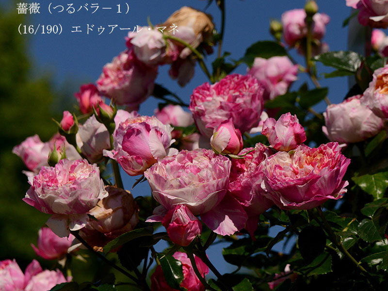 %_tempFileName016-r1038-20260517-0612%