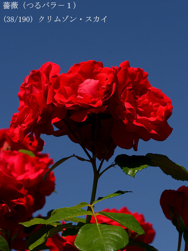 %_tempFileName038-r1883-20260517-0538%