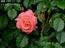 %_tempFileName008-r0431-20260506-1689%