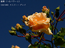 %_tempFileName018-r1080-20260517-0736%