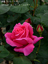 %_tempFileName027-r1452-20260506-1721%