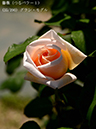 %_tempFileName035-r1794-20260517-1195%