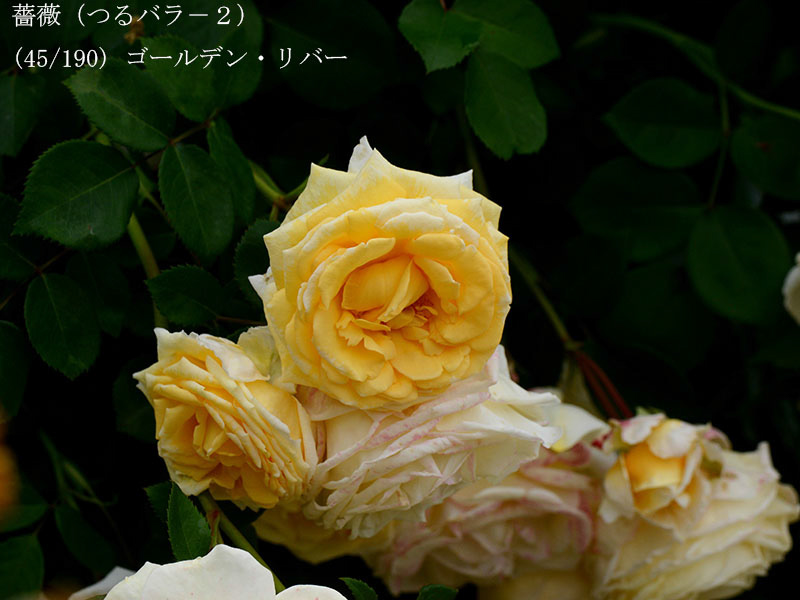 %_tempFileName045-r2146-20260523-1831%