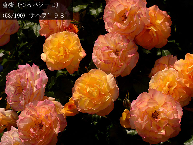 %_tempFileName053-r2452-20260516-0702%