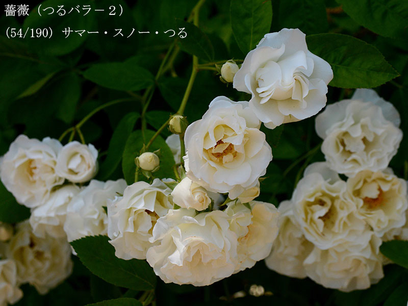 %_tempFileName054-r2472-20260519-0263%
