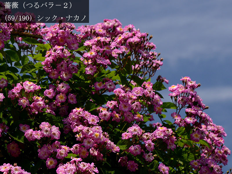 %_tempFileName059-r2726-20260531-0738%