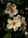 %_tempFileName042-r2080-20260517-0714%