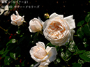 %_tempFileName055-r2484-20260517-1139%