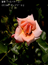 %_tempFileName057-r2591-20260519-0687%
