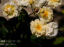 %_tempFileName077-r3653-20260517-0709%
