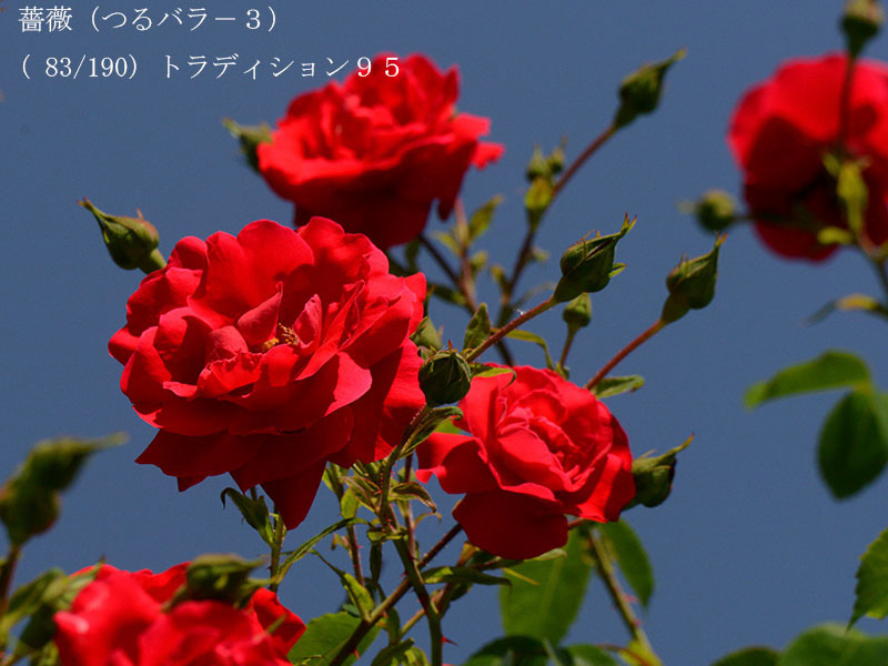 %_tempFileName083-r4172-20260519-0214%