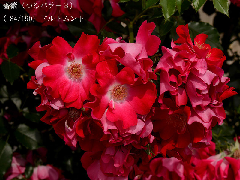 %_tempFileName084-r4219-20260524-0406%