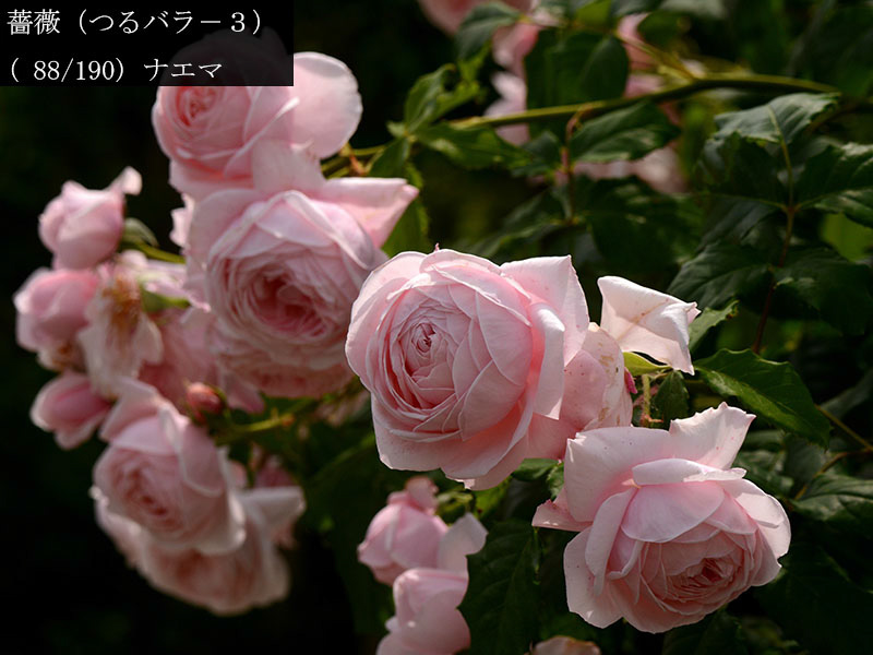 %_tempFileName088-r4280-20260524-0284%