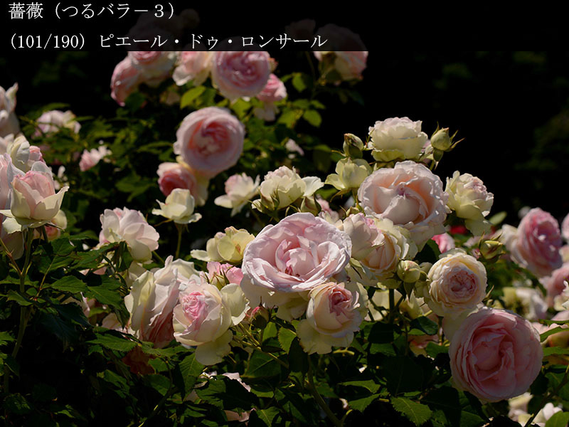 %_tempFileName101-r4852-20260530-1432%