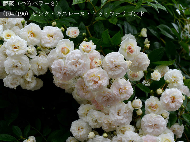 %_tempFileName104-r4966-20260523-1612%