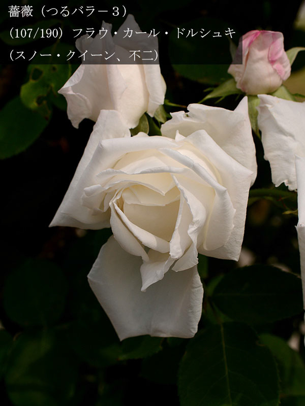 %_tempFileName107-r5338-20260524-0505%