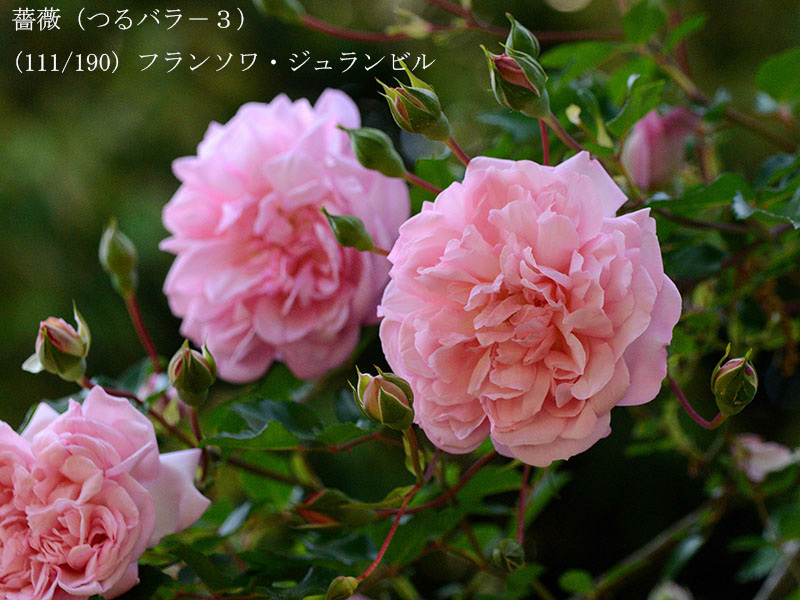 %_tempFileName111-r5459-20260519-0254%