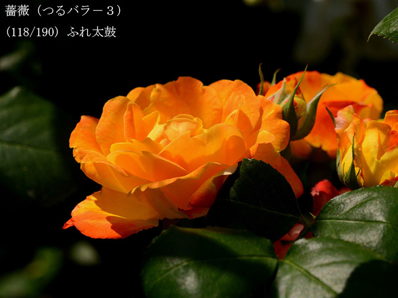 %_tempFileName118-r5751-20260519-0206%