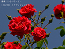 %_tempFileName083-r4172-20260519-0214%