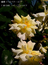 %_tempFileName090-r4513-20260517-0740%