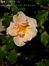 %_tempFileName102-r4876-20260517-0639%
