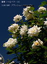 %_tempFileName110-r5443-20260517-1176%