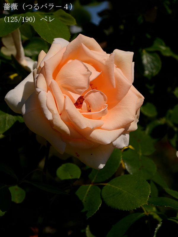 %_tempFileName125-r5984-20260517-0564%