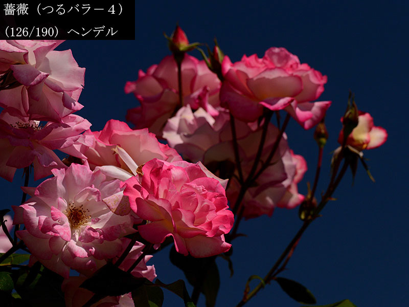 %_tempFileName126-r6016-20260517-0662%