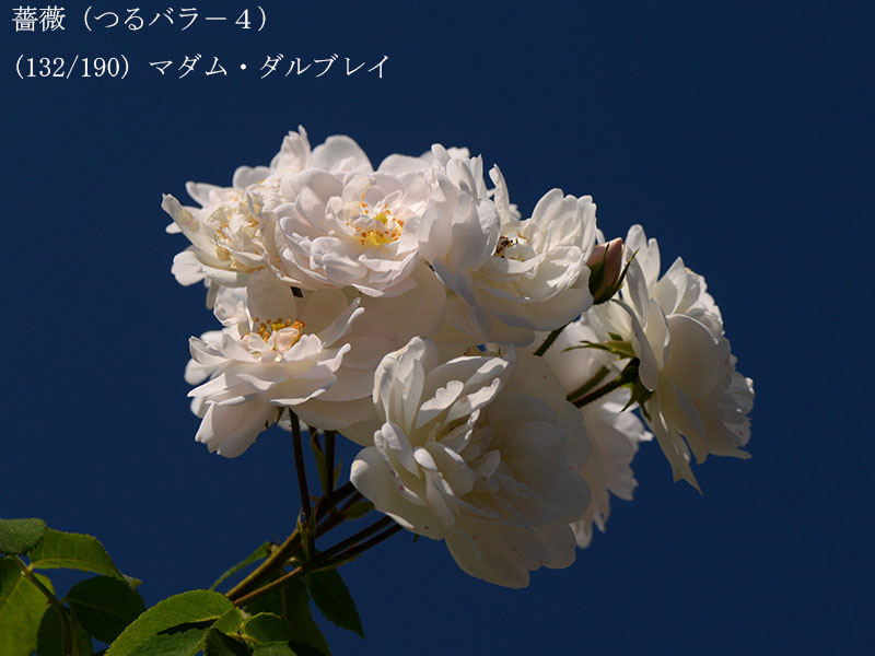 %_tempFileName132-r6462-20260517-1105%
