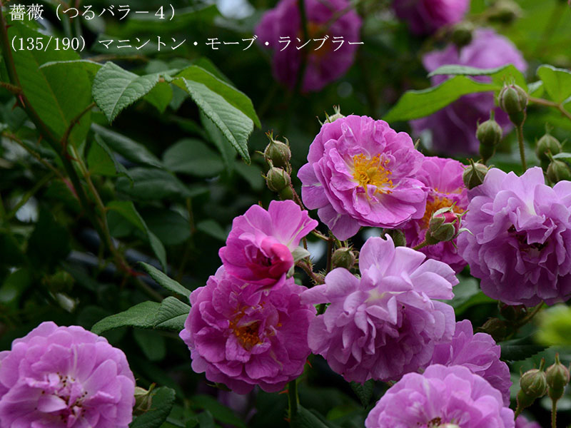 %_tempFileName135-r6568-20260508-0317%