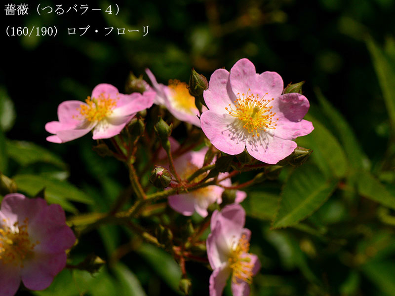 %_tempFileName160-r8196-20260517-0904%
