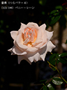 %_tempFileName123-r5858-20260517-1040%